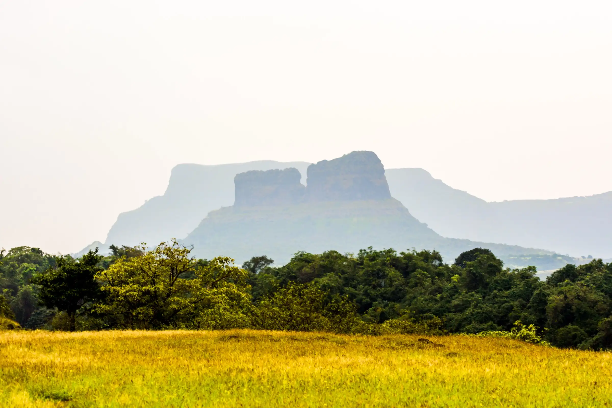 The twin rock walls of Tailbaila with the notch between them, seen in haze from Sudhagad across green forest and a golden grass meadow