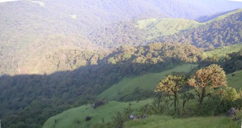 Shola forest patches and grassland in the Talakaveri valley, the same habitat the Nishani Motte trail crosses