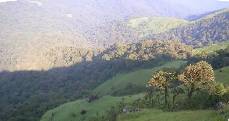 Shola forest patches and grassland in the Talakaveri valley, the same habitat the Nishani Motte trail crosses
