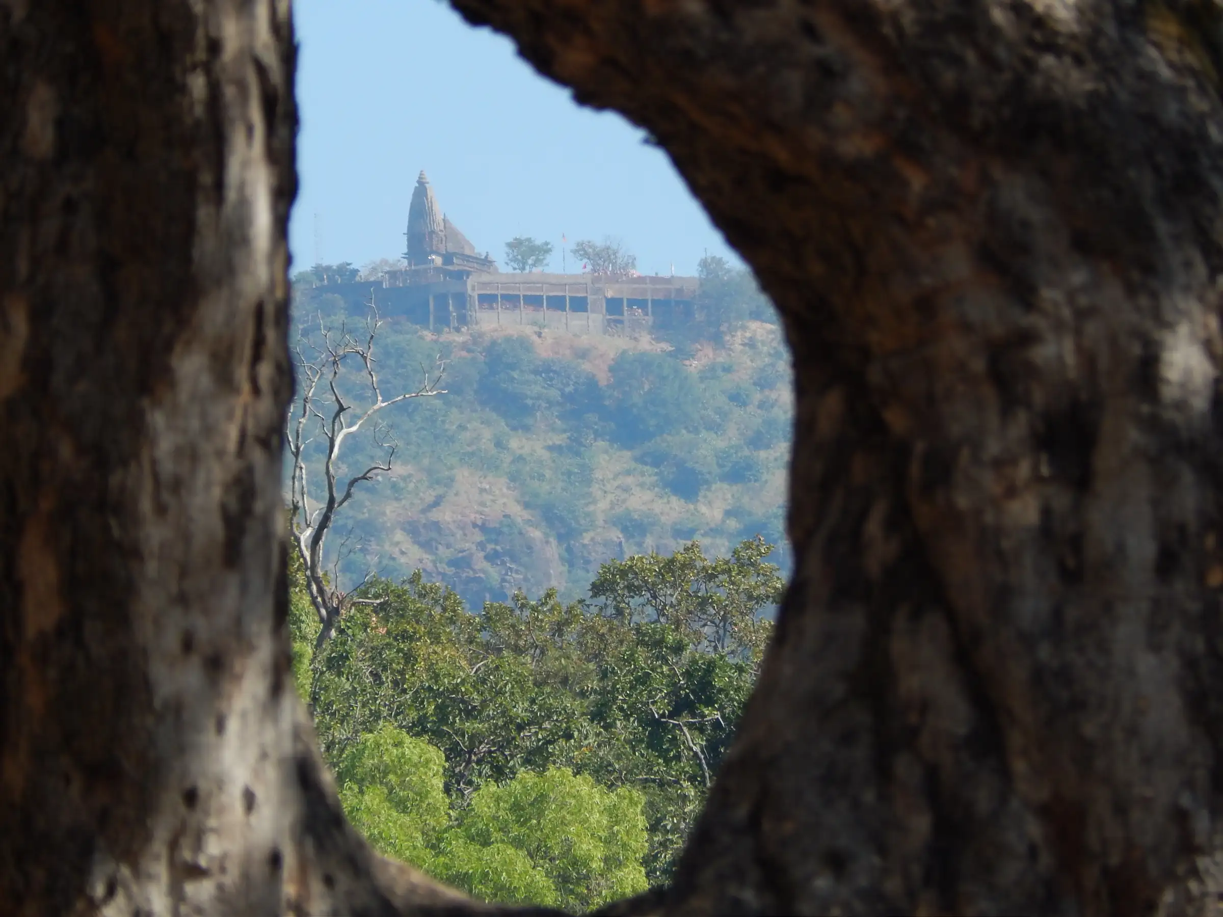Chauragarh Shiva temple on its hilltop, framed through a gap in a tree trunk with forest below