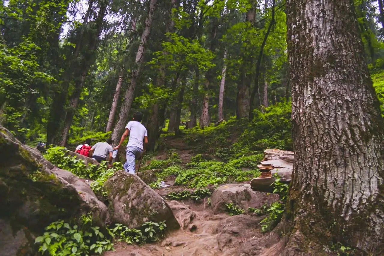 Trekkers climbing a rocky path through tall forest on the Kheerganga trail after Nakthan village