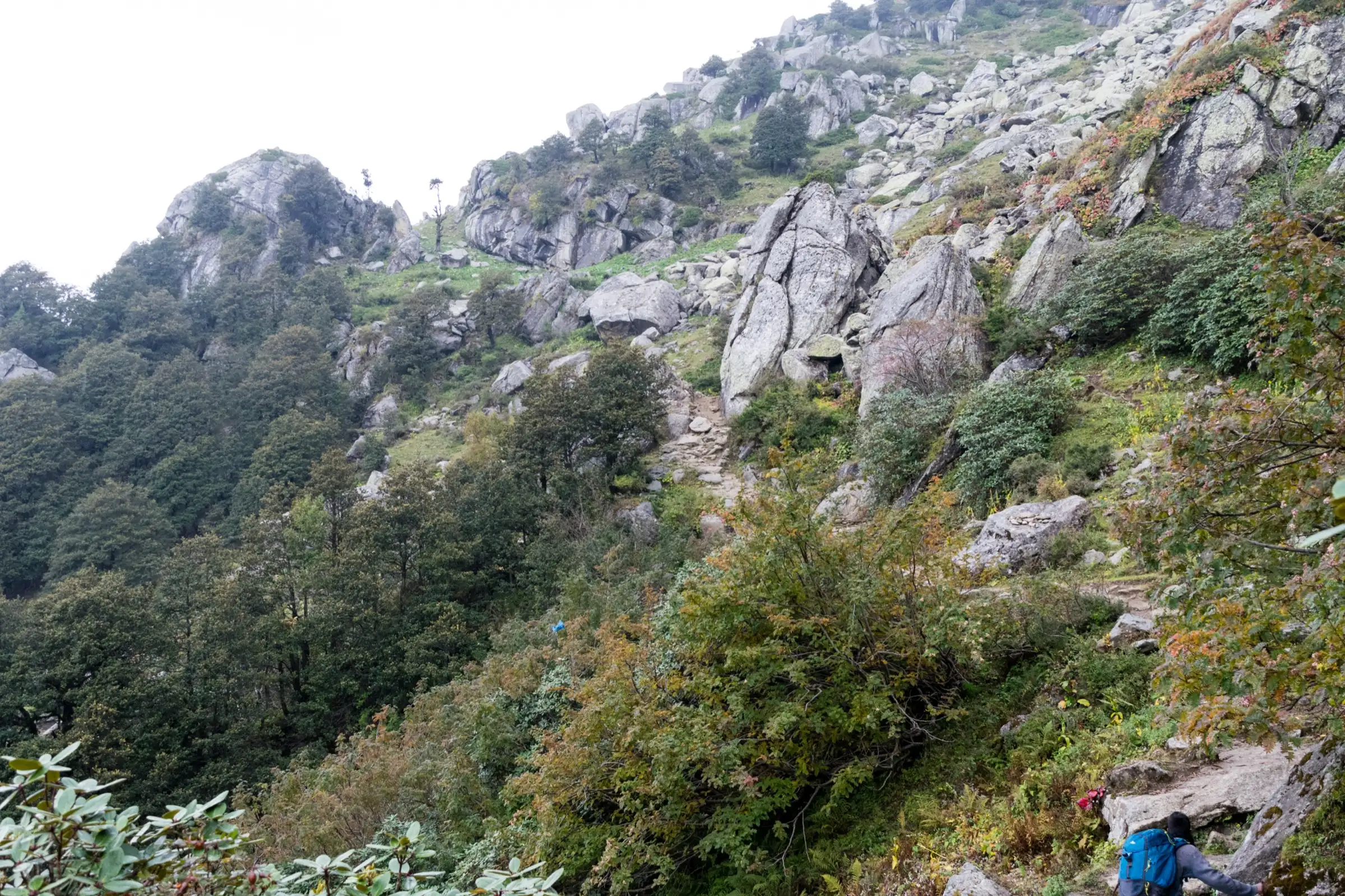 A trekker climbing a rocky path through rhododendron and oak scrub on the upper Churdhar trail