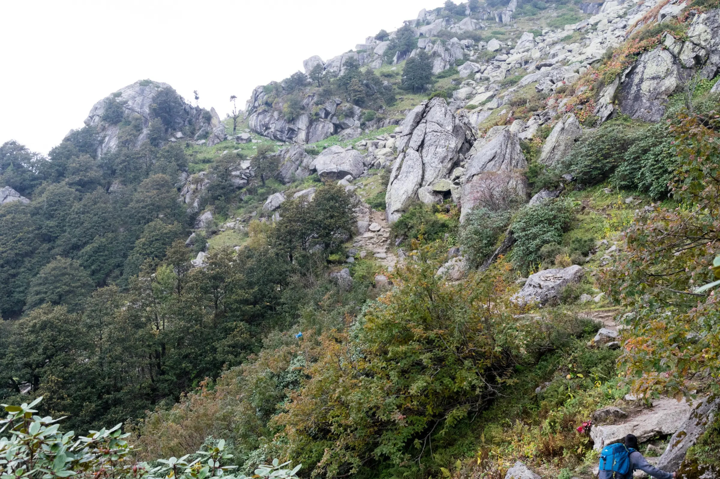 A trekker climbing a rocky path through rhododendron and oak scrub on the upper Churdhar trail