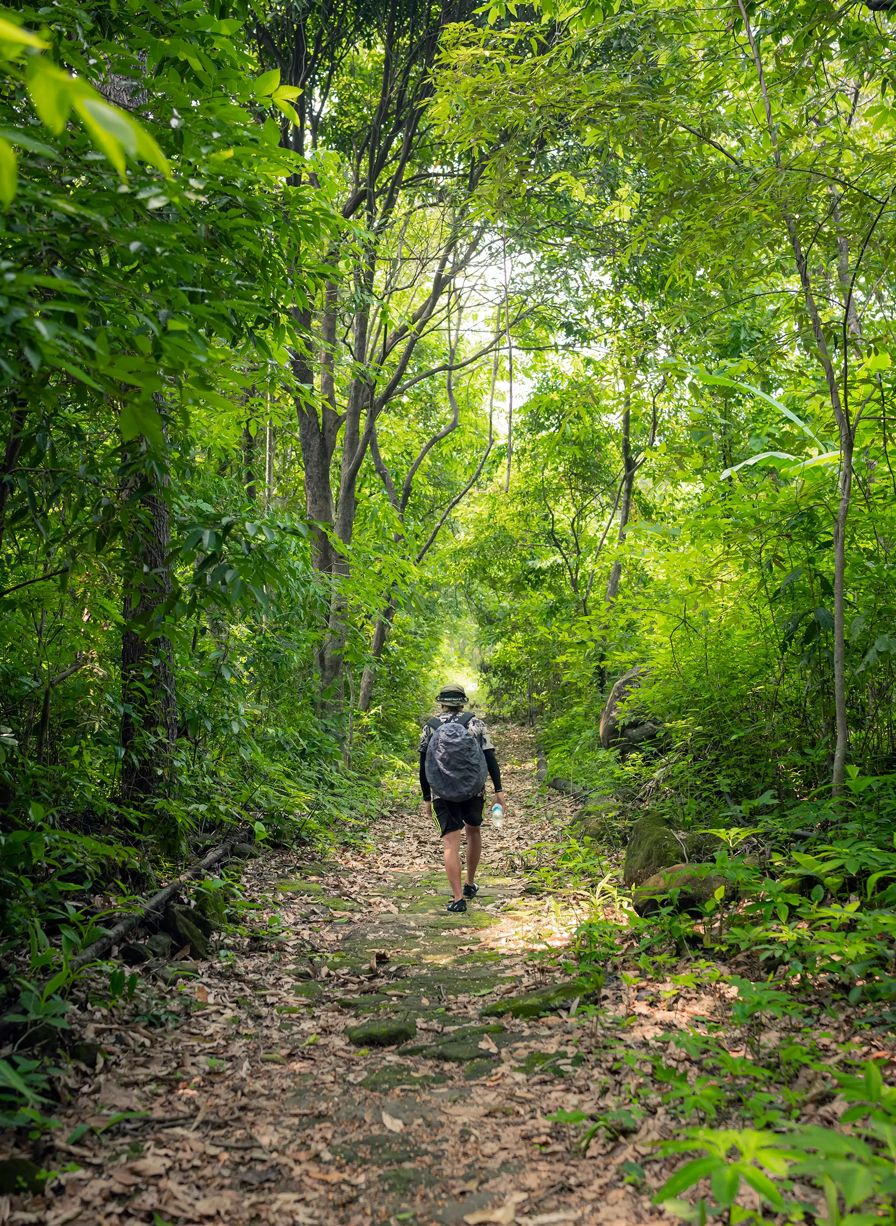 A hiker with a backpack walking a leaf-covered stone path through dense green forest on the David Scott Trail