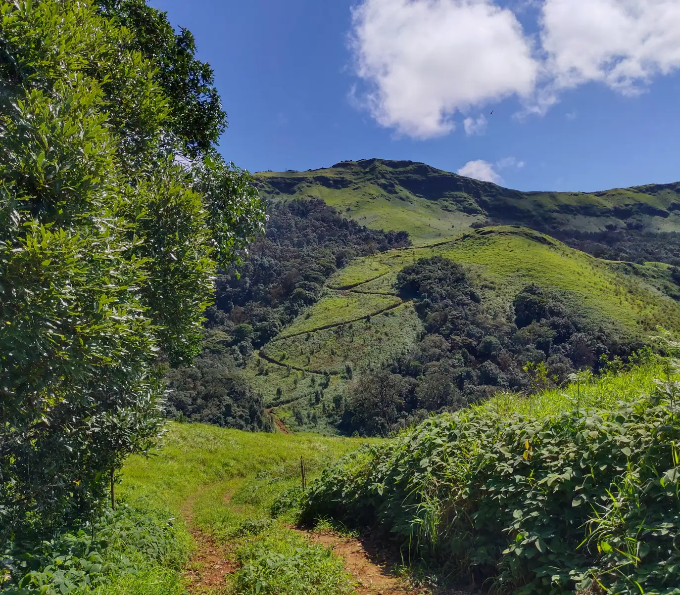 Grassy jeep track on the Gangadikal trail with a zigzag path climbing a green hill and the ridge behind under blue sky