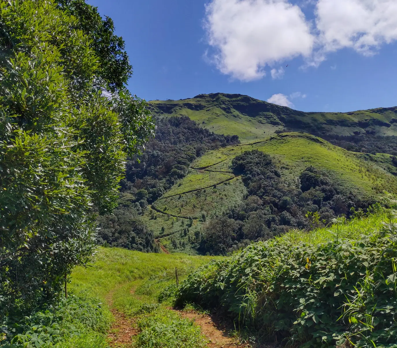 Grassy jeep track on the Gangadikal trail with a zigzag path climbing a green hill and the ridge behind under blue sky