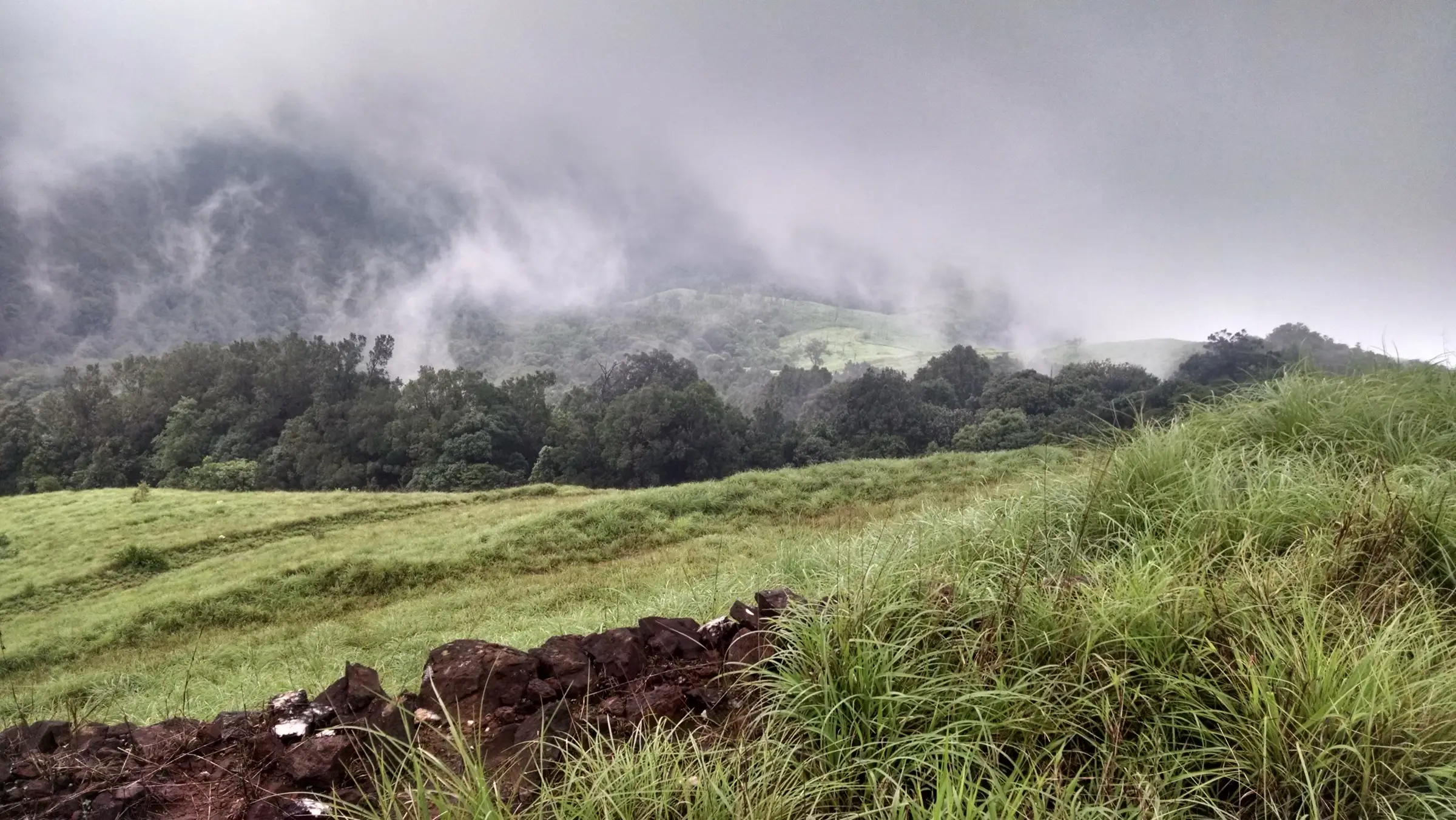 Grassland and a line of trees under low cloud on the Kurinjal trek