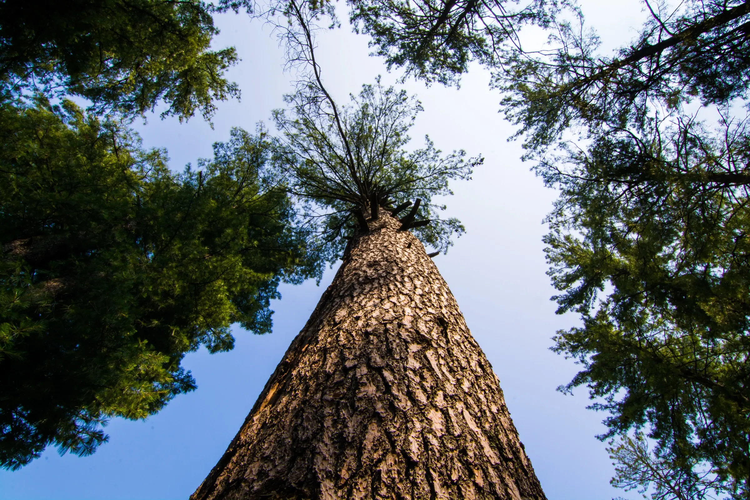 Looking straight up the trunk of a tall conifer on the Bijli Mahadev trek