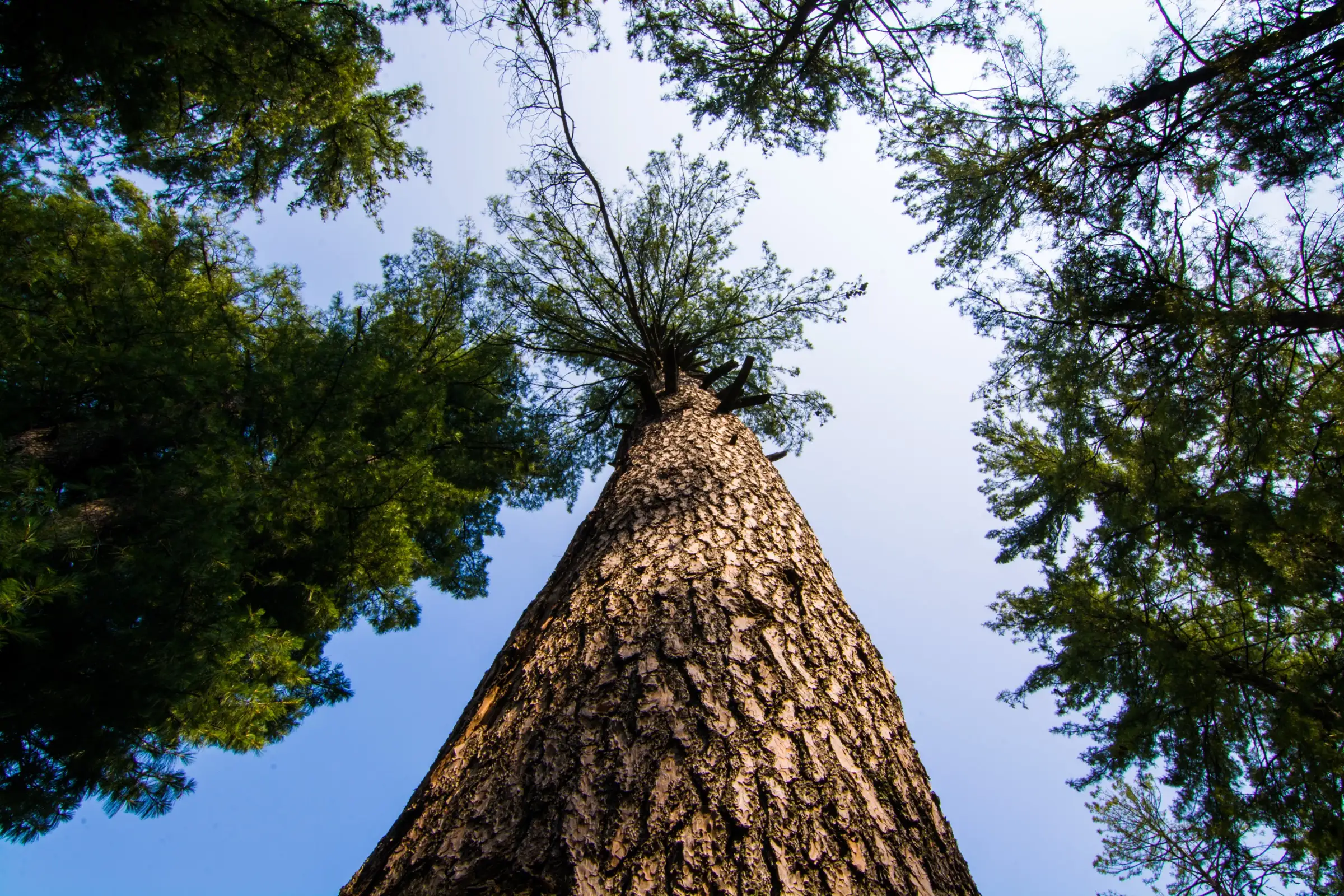 Looking straight up the trunk of a tall conifer on the Bijli Mahadev trek