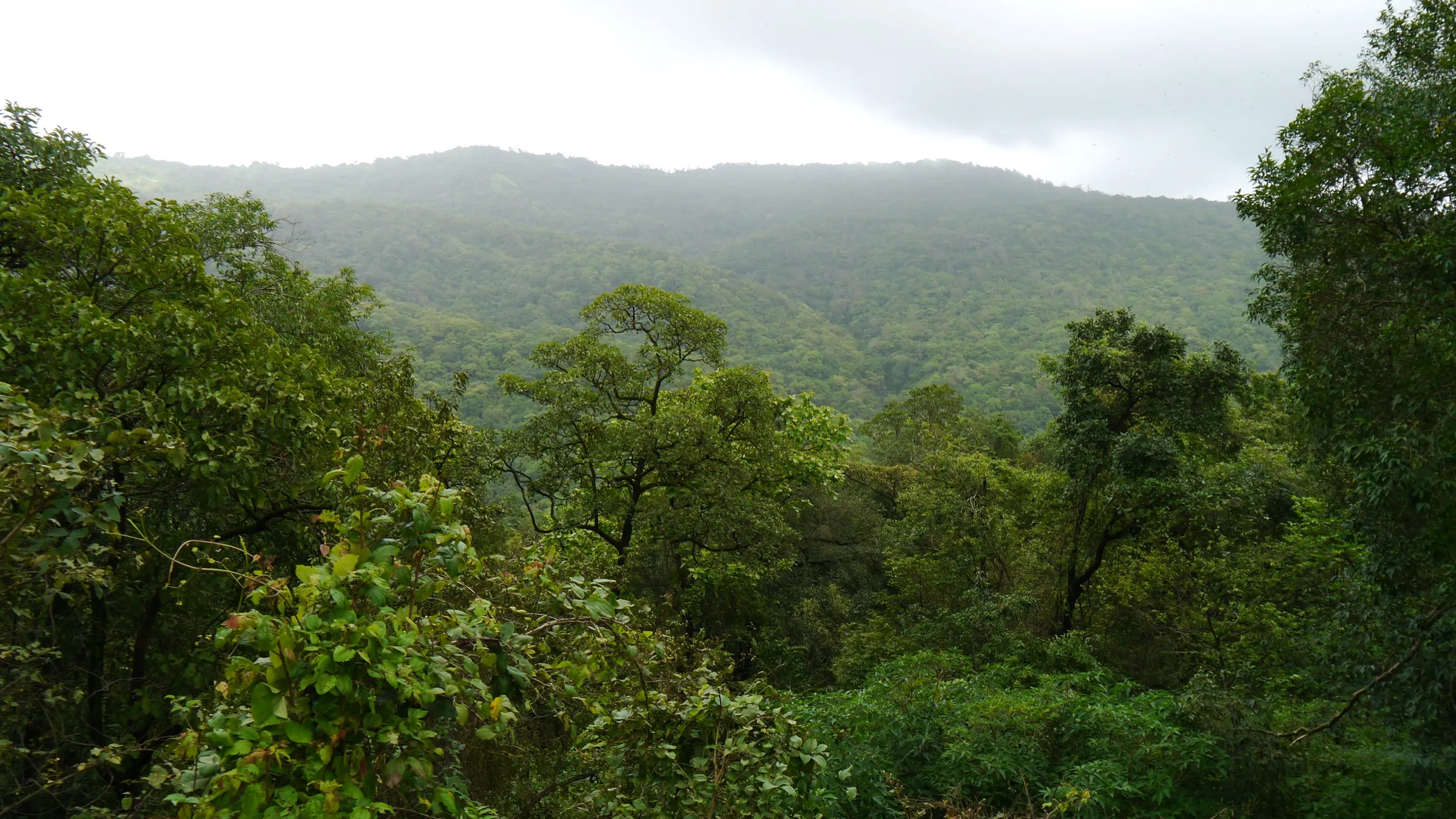 Densely forested hills of Tungareshwar Wildlife Sanctuary under a cloudy monsoon sky