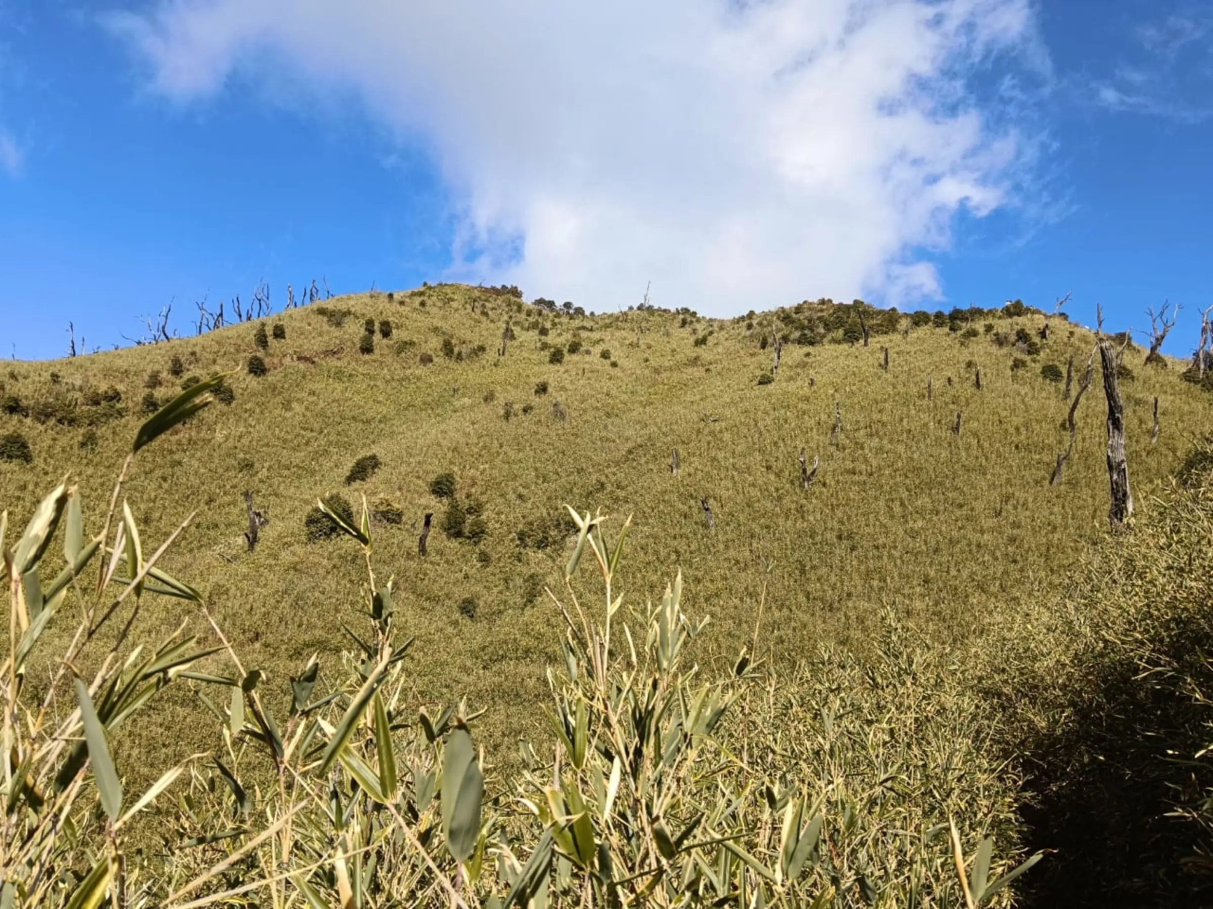 Dwarf bamboo grass slope with burnt tree stumps on the Viswema approach to Dzükou