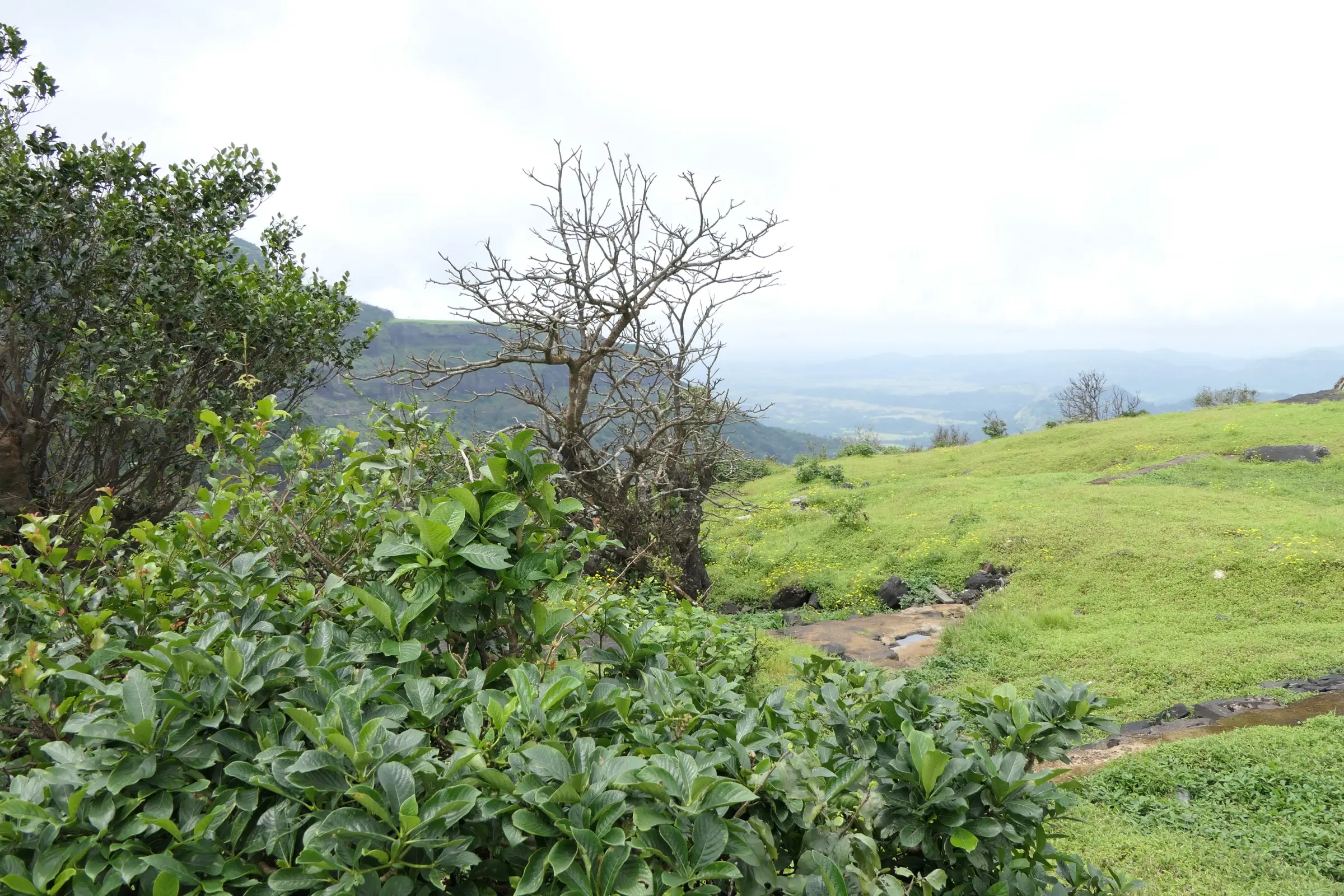 Monsoon grass, shrubs and a footpath on the Malshej Ghat plateau, about 3 km from Sindola Fort (surrounding area, not the trek itself)