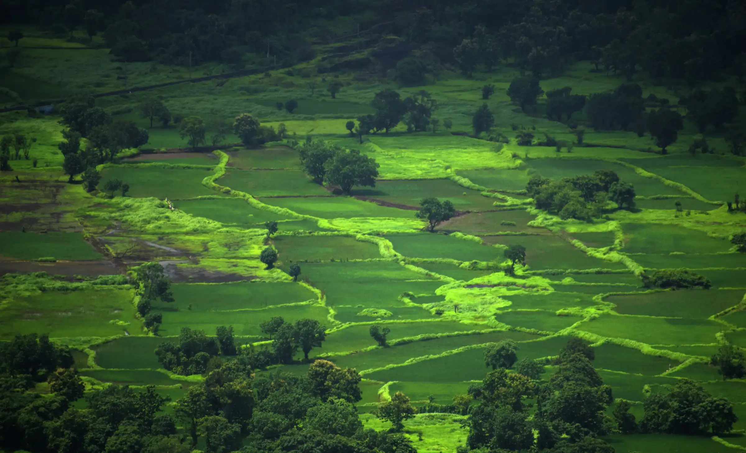 Bright green paddy fields and trees in the valley below, seen from the top of Avchitgad