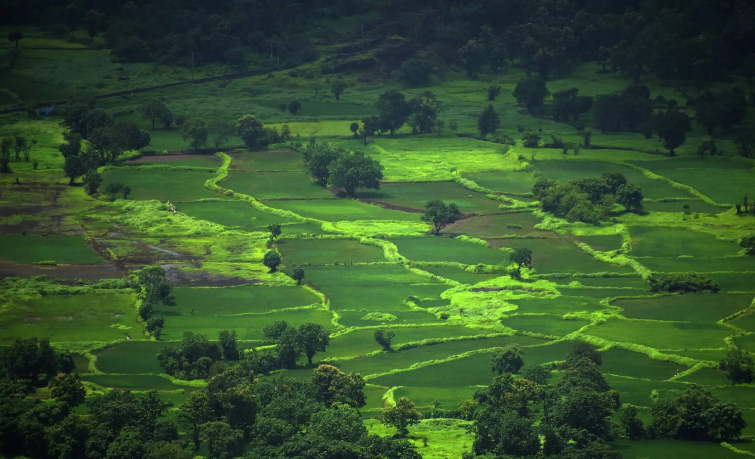 Bright green paddy fields and trees in the valley below, seen from the top of Avchitgad
