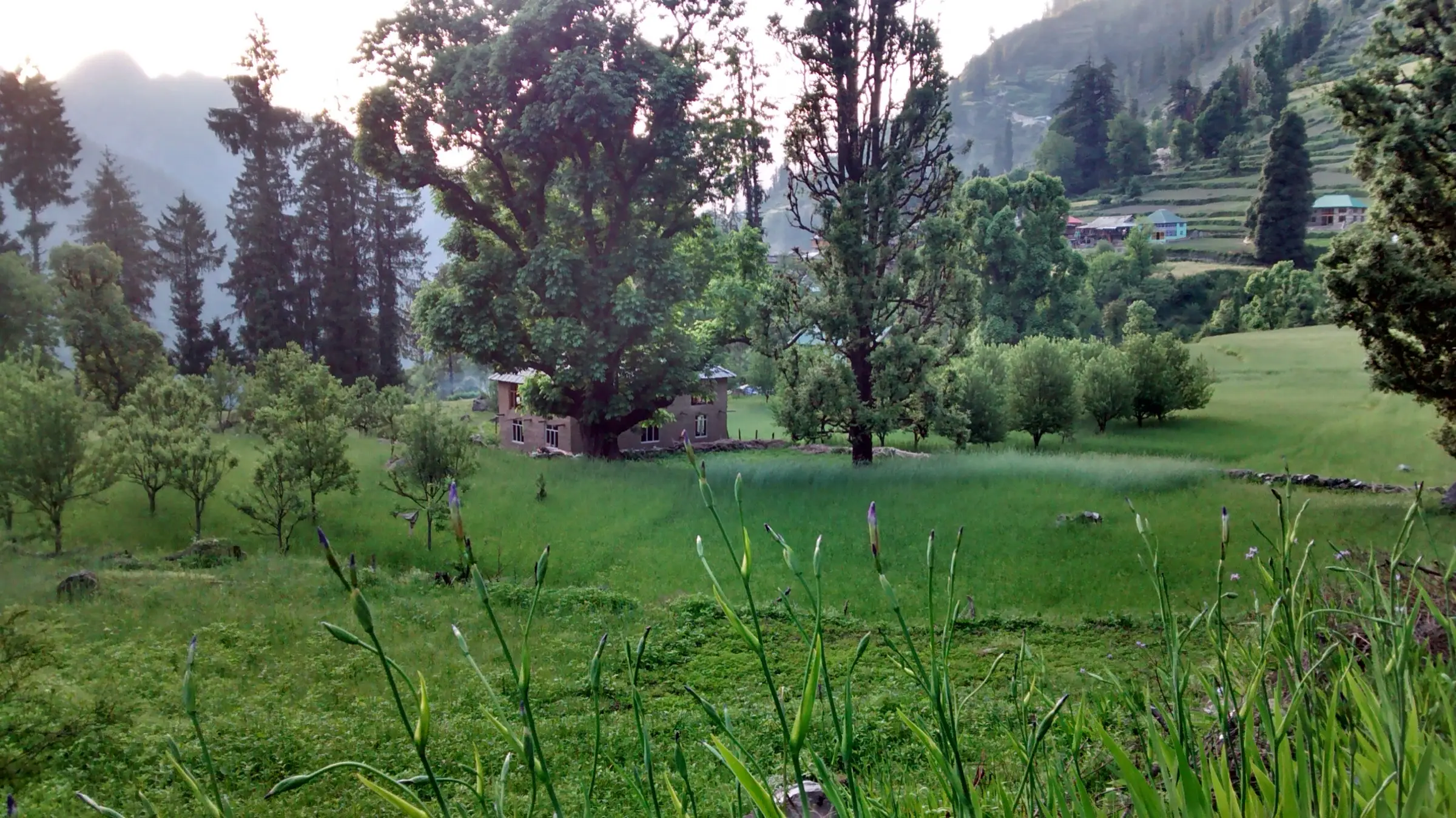 Green fields, broadleaf and deodar trees and houses of Grahan village on a hill slope