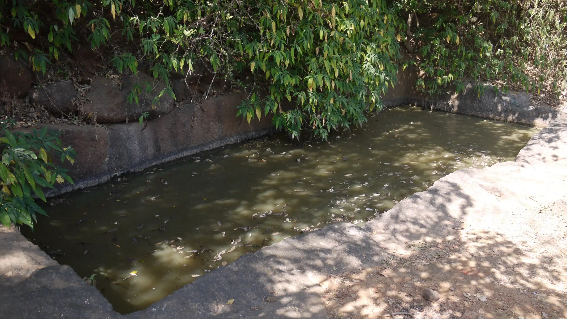 A rock-cut water tank under overhanging leaves on Prabalgad
