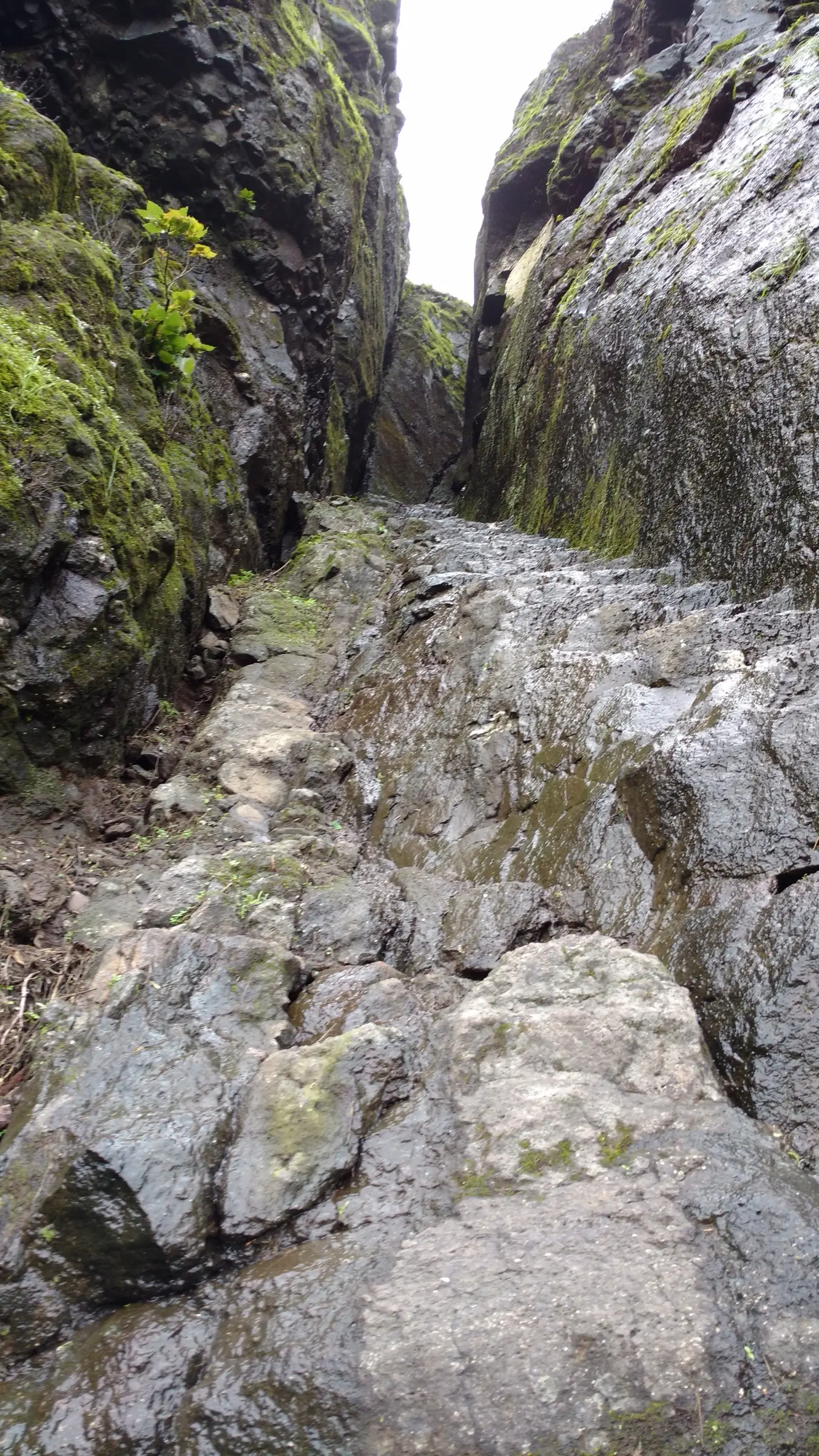 Wet rock-cut steps climbing through a narrow mossy gully to the western gate of Tringalwadi Fort