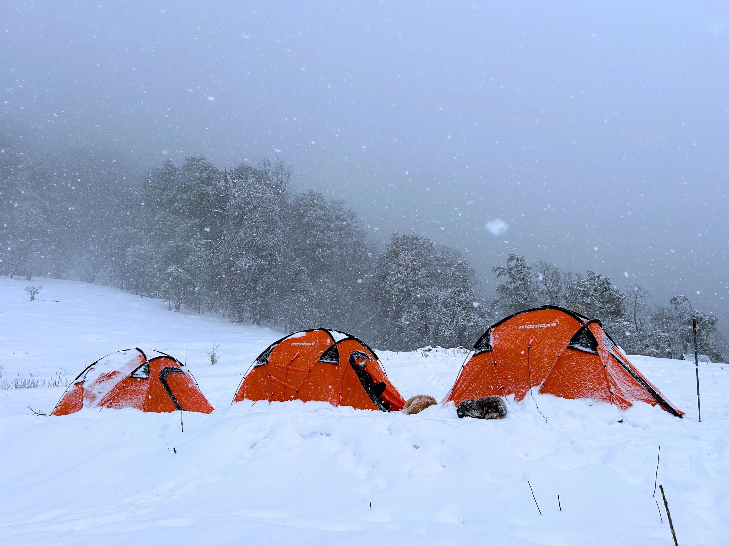 Three orange tents half buried in fresh snow during a snowfall, with snow-covered trees behind, on the Gulabi Kantha trek in winter